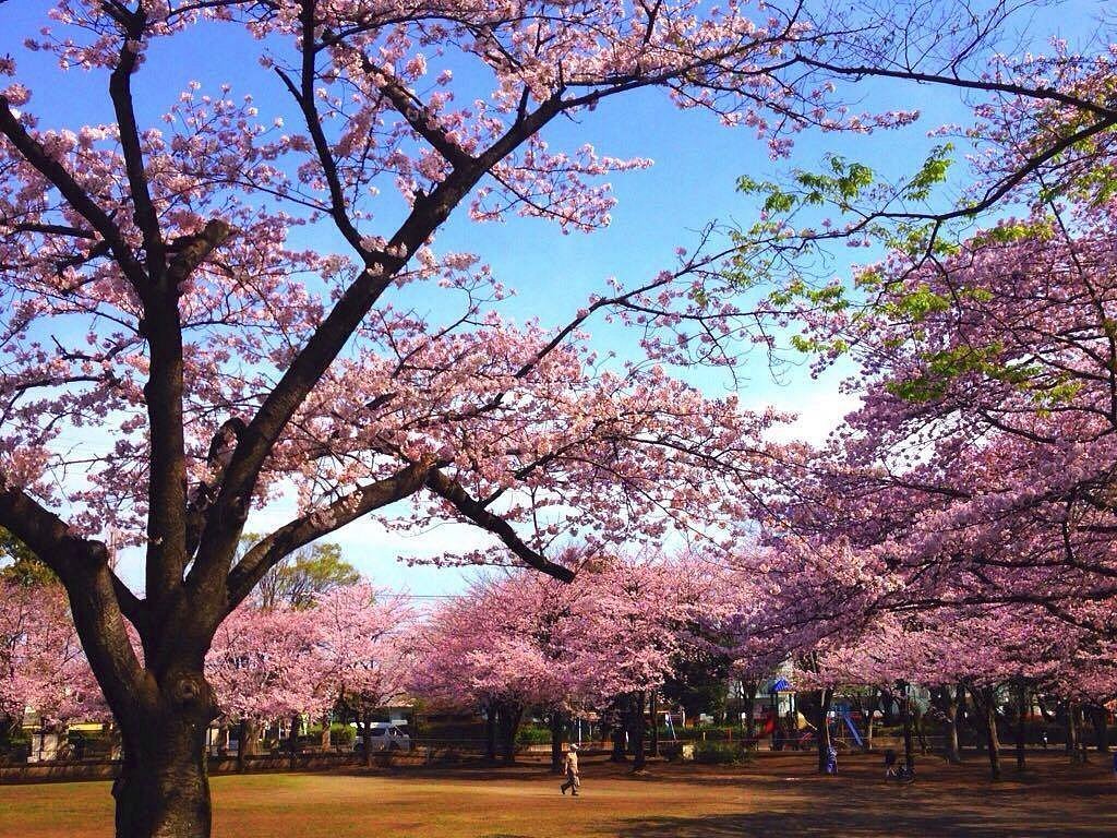 🌳 후추 숲 공원 (후추노모리 코엔) 이미지 3